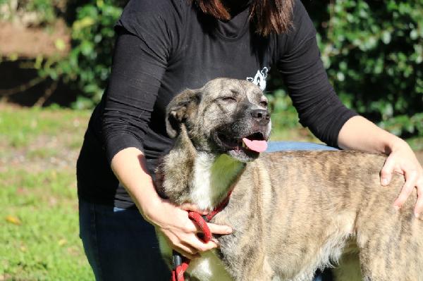 TUNA, BUONA E AFFETTUOSA CAGNOLONA, TAGLIA GRANDE, BRAVA AL GUINZAGLIO, IN CERCA DELLA SUA CASA PER SEMPRE Foto 6